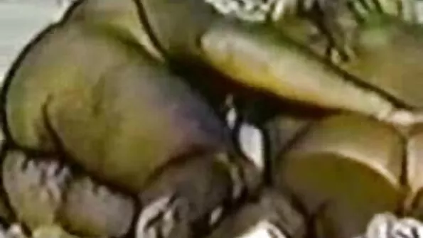 স্বামী ও বাংলা চোদা চৌদি স্ত্রী